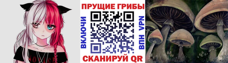 Псилоцибиновые грибы мицелий  Светогорск 